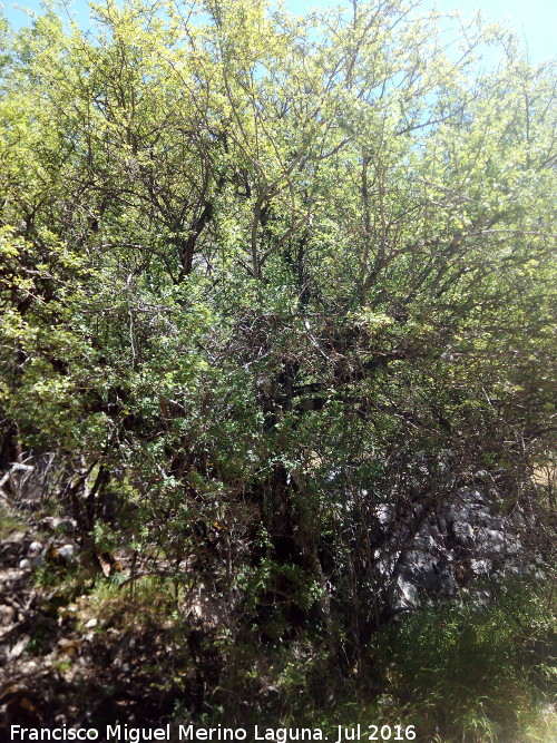 Poyo de las Palomas - Poyo de las Palomas. Ejemplar de majuelo