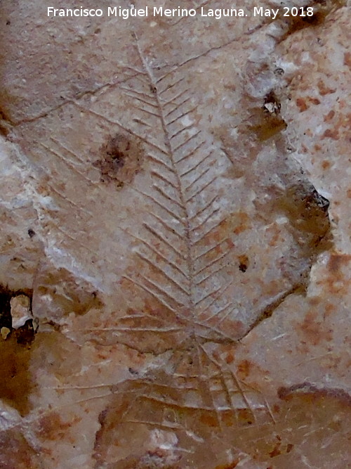 Eremitorio de la Cueva de las Cruces - Eremitorio de la Cueva de las Cruces. Grabado vegetal