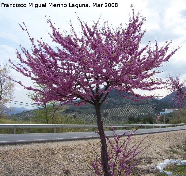 Arbol del amor - Arbol del amor. Jan