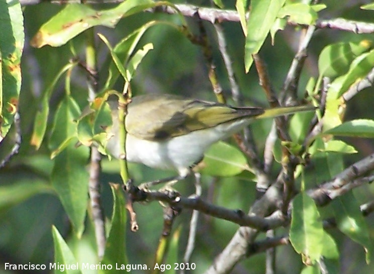 Pjaro Mosquitero - Pjaro Mosquitero. La Espinareda - Segura de la Sierra