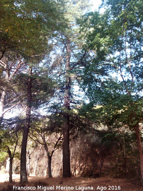 Cedro de la Campana - Cedro de la Campana. 