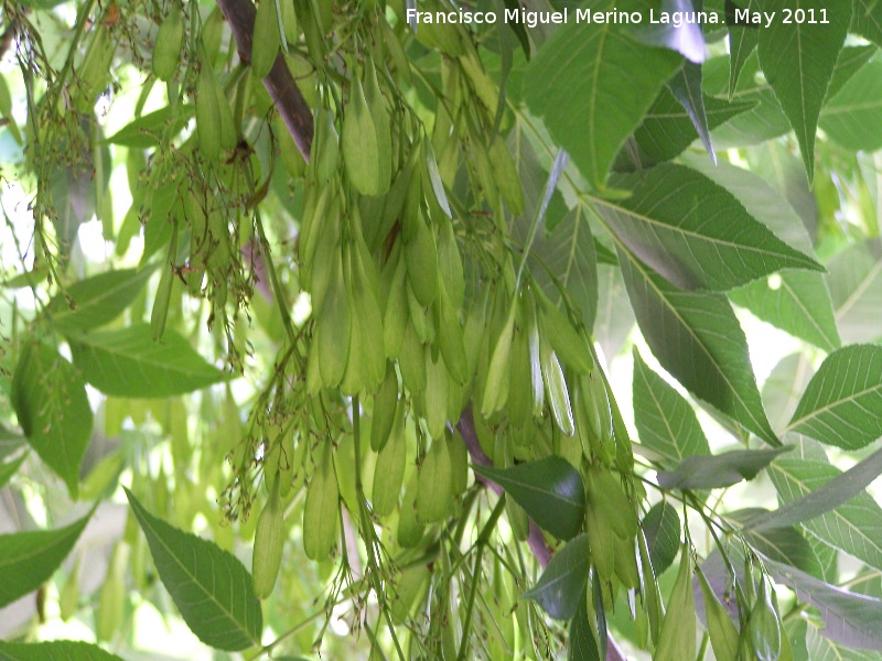 Fresno - Fresno. Nacimiento - Los Villares