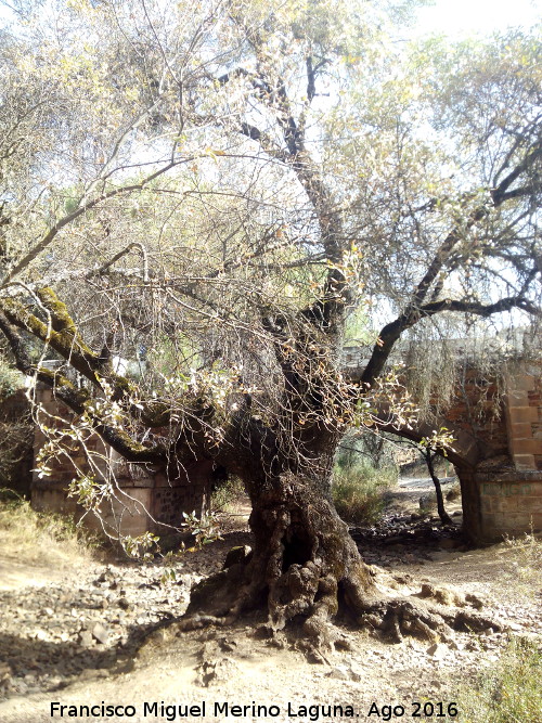 Fresno - Fresno. Fresno de la Campana - Santa Elena