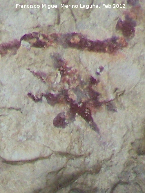 Pinturas rupestres de la Cueva del Sureste del Canjorro - Pinturas rupestres de la Cueva del Sureste del Canjorro. Estrella