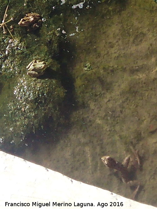 Fuente Torrejn - Fuente Torrejn. Ranas