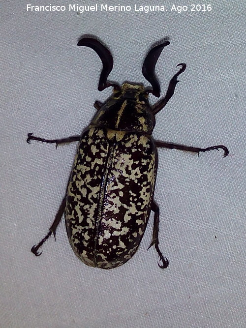 Escarabajo Batanero - Escarabajo Batanero. Majada de la Carrasca - Villacarrillo