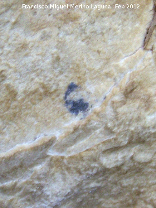 Pinturas rupestres de la Cueva de las Fras - Pinturas rupestres de la Cueva de las Fras. Punto