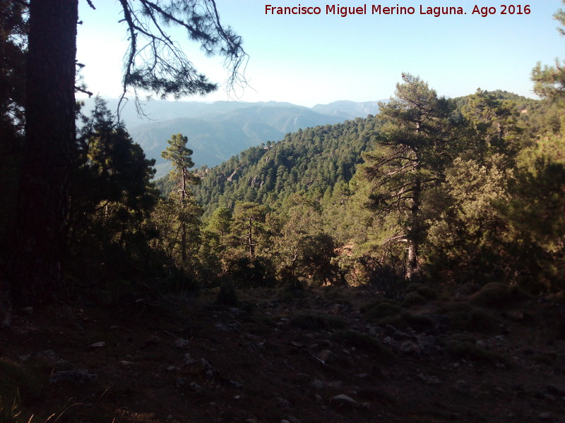 Camino de la Morra de los Pinos Blancos - Camino de la Morra de los Pinos Blancos. Vistas