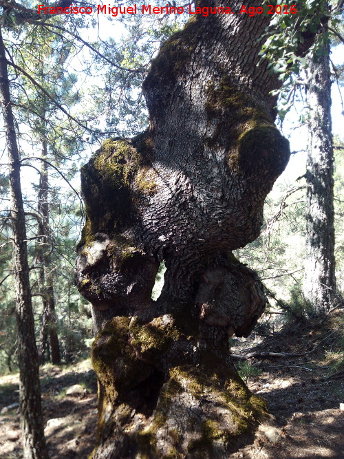 Encina del Pardal - Encina del Pardal. Tronco