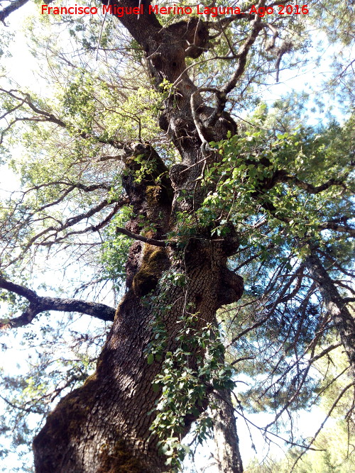 Encina del Pardal - Encina del Pardal. Copa