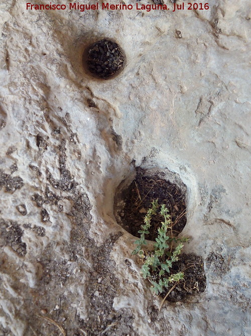 Pinturas y petroglifos rupestres de la Cueva del Encajero - Pinturas y petroglifos rupestres de la Cueva del Encajero. Cazoletas