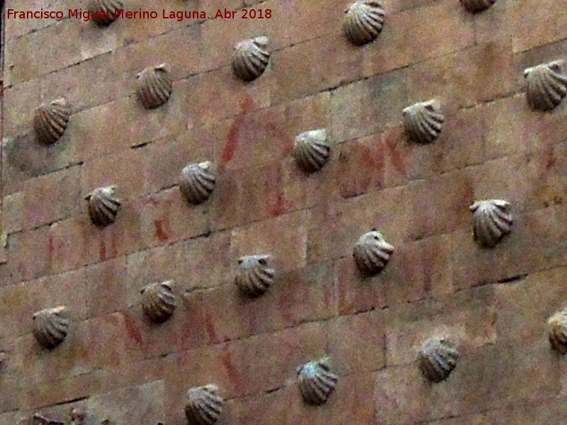 Casa de las Conchas - Casa de las Conchas. Restos de vtores