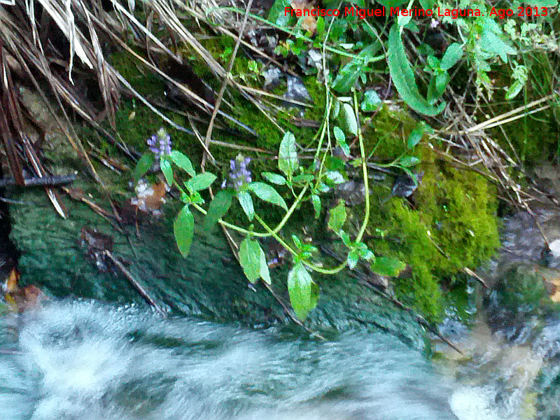 Consuelda menor - Consuelda menor. Ro Fro - Los Villares