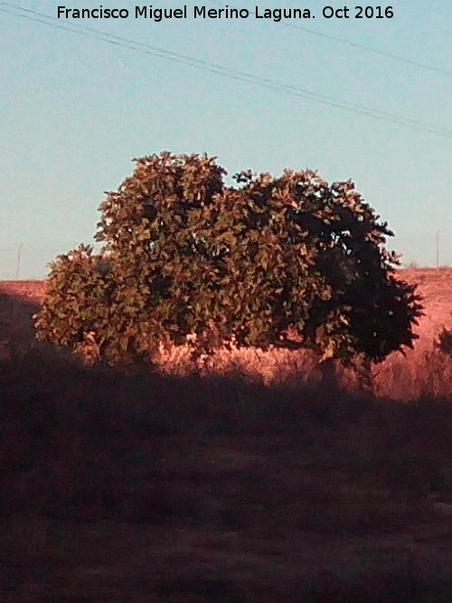 Pozo de Palomarejo - Pozo de Palomarejo. 