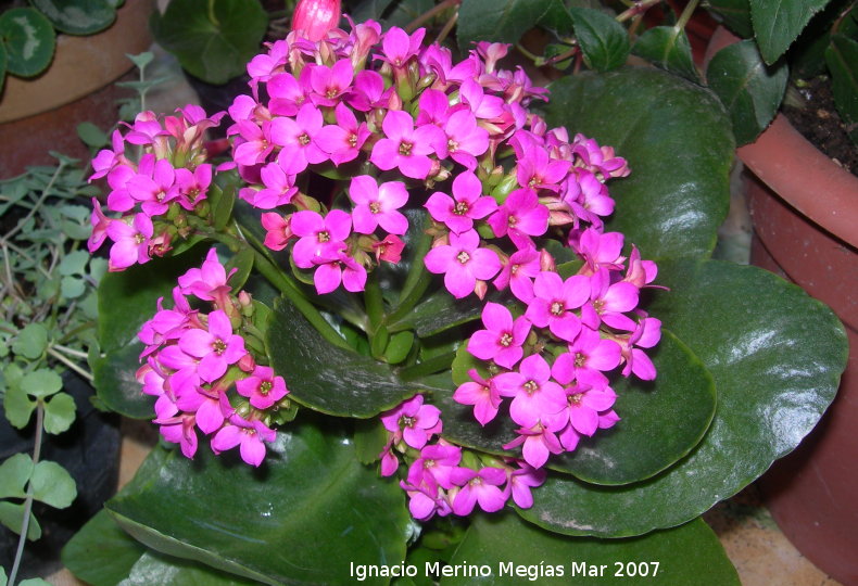 Calanchoe - Calanchoe. Navas de San Juan