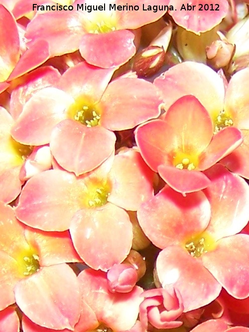 Calanchoe - Calanchoe. Flores. Los Villares