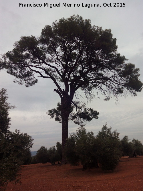 El Pino - El Pino. 