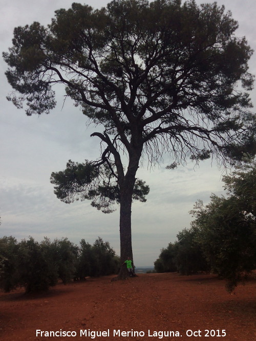 El Pino - El Pino. 