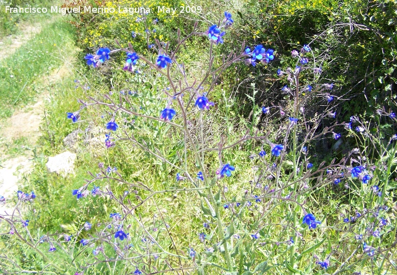 Lengua de buey - Lengua de buey. Los Ca�ones. Los Villares