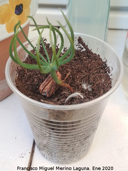 Pino pi�onero - Pino pi�onero. Los Villares