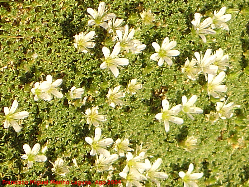 Pisapastores - Pisapastores. En Flor. Sierra Nevada