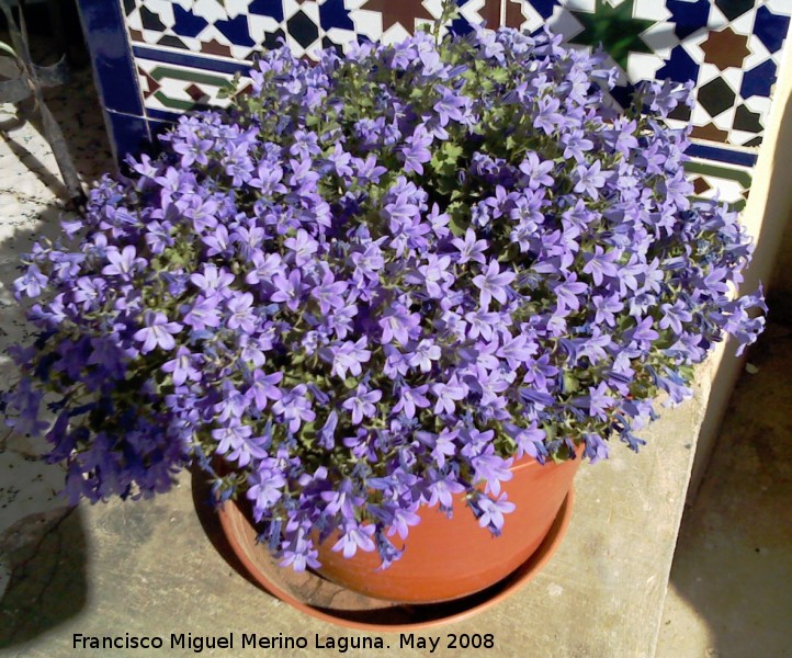 Campanilla dlmata - Campanilla dlmata. Navas de San Juan