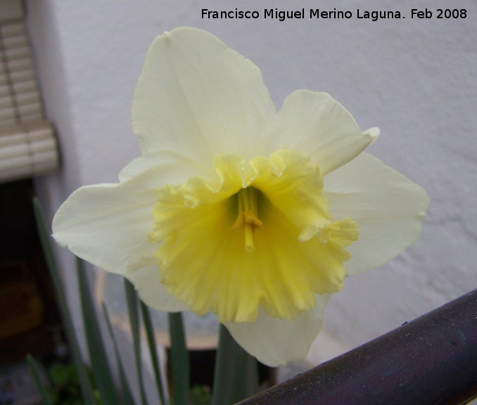 Narciso de hojas de hielo - Narciso de hojas de hielo. Navas de San Juan