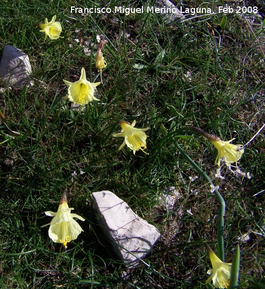 Narciso acampanado - Narciso acampanado. Navas de San Juan