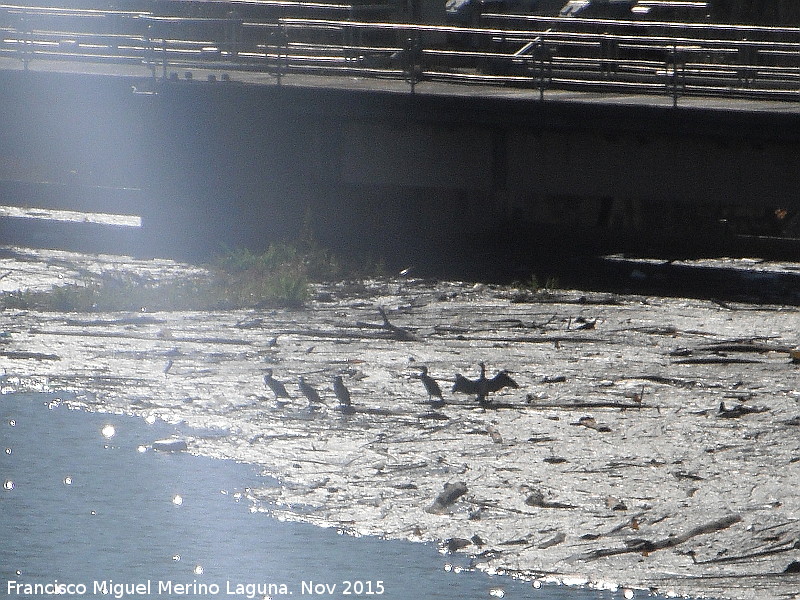 Pantano de Marmolejo - Pantano de Marmolejo. Cormoranes junto a la presa