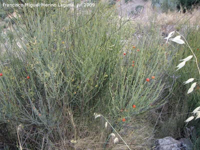 Guardalobo - Guardalobo. Los Villares