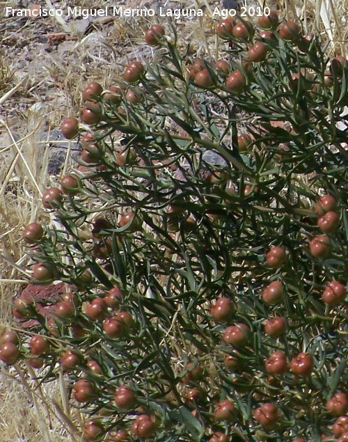 Guardalobo - Guardalobo. Calahorra