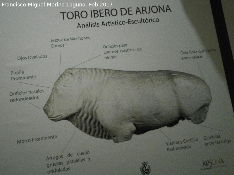 Toro Ibero de Arjona - Toro Ibero de Arjona. Museo Arqueolgico Ciudad de Arjona