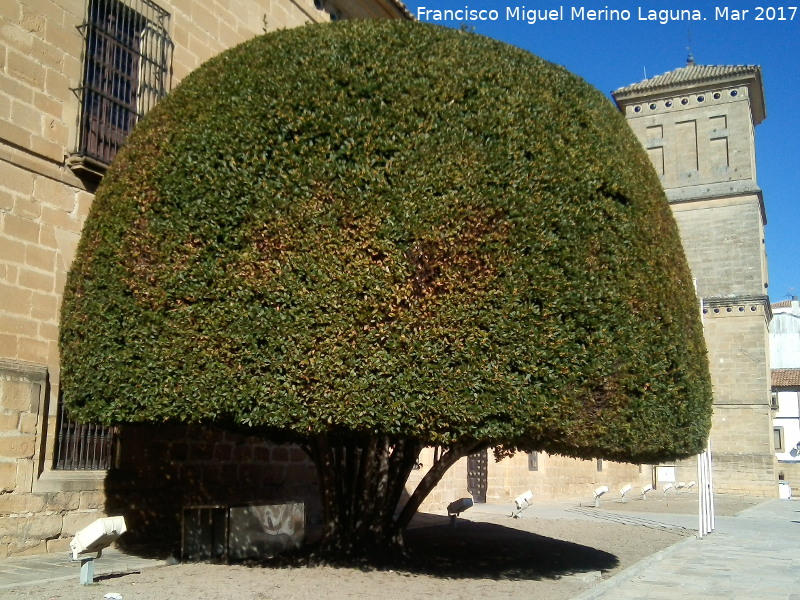 Hospital de Santiago. Laurel - Hospital de Santiago. Laurel. 