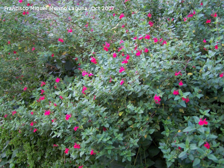 Salvia granadina - Salvia granadina. Cazorla