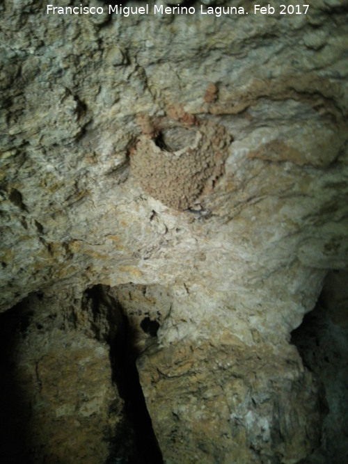 Cuevas de la Caavera - Cuevas de la Caavera. Nido