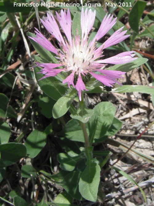 Centaurea pullata - Centaurea pullata. Cerro de los Lirios - Jan