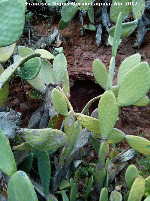 Cuevecilla del Hondillo - Cuevecilla del Hondillo. 