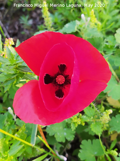 Amapola cornuda - Amapola cornuda. La Veleta - Los Villares