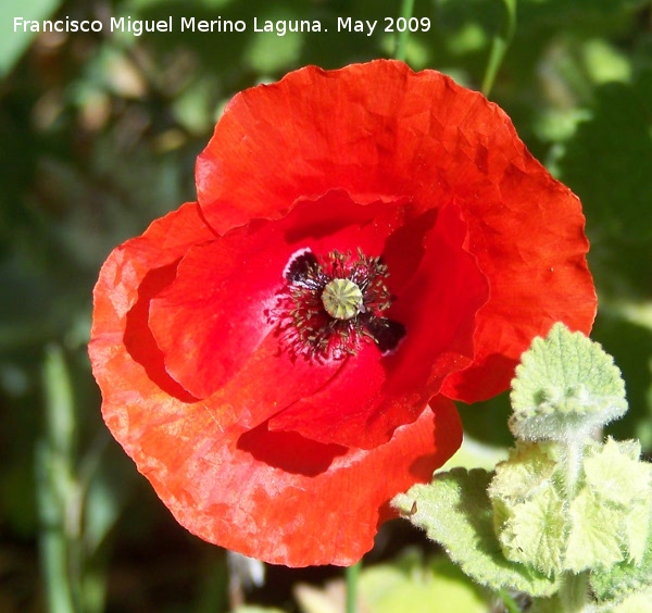 Amapola cornuda - Amapola cornuda. Los Caones - Jan