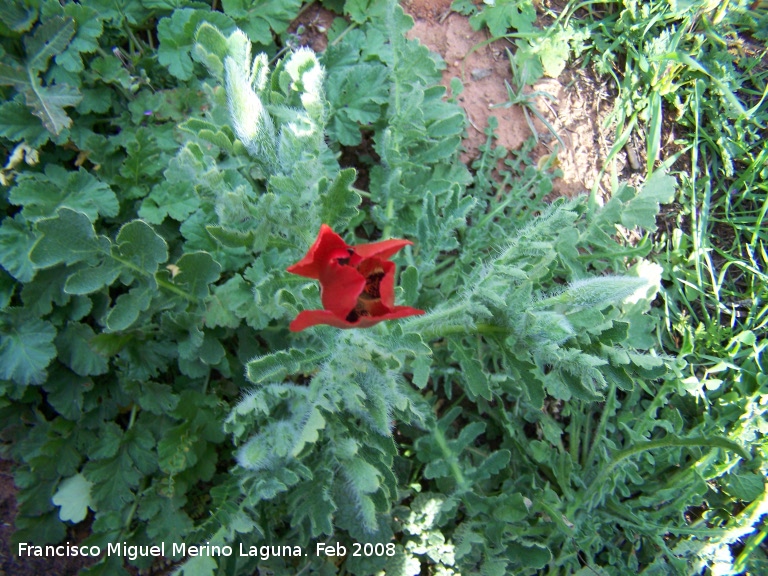 Amapola cornuda - Amapola cornuda. Navas de San Juan