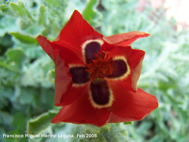 Amapola cornuda - Amapola cornuda. Navas de San Juan