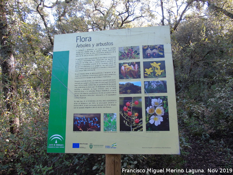 Bosque de la Baizuela - Bosque de la Baizuela. Cartel