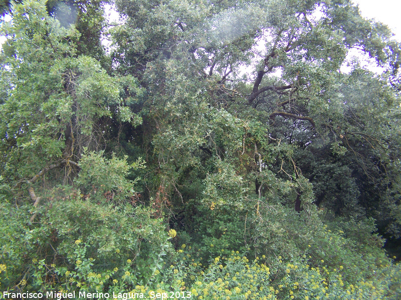 Bosque de la Baizuela - Bosque de la Baizuela. 