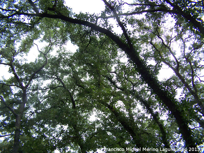 Bosque de la Baizuela - Bosque de la Baizuela. 