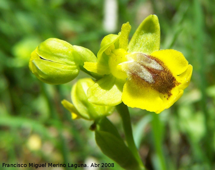 Orqudea amarilla - Orqudea amarilla. Jan