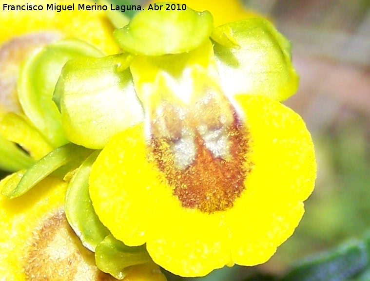 Orqudea amarilla - Orqudea amarilla. Cerro Veleta - Jan