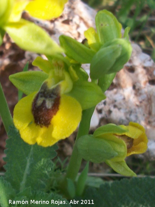 Orqudea amarilla - Orqudea amarilla. Cerro Montaes - Jan