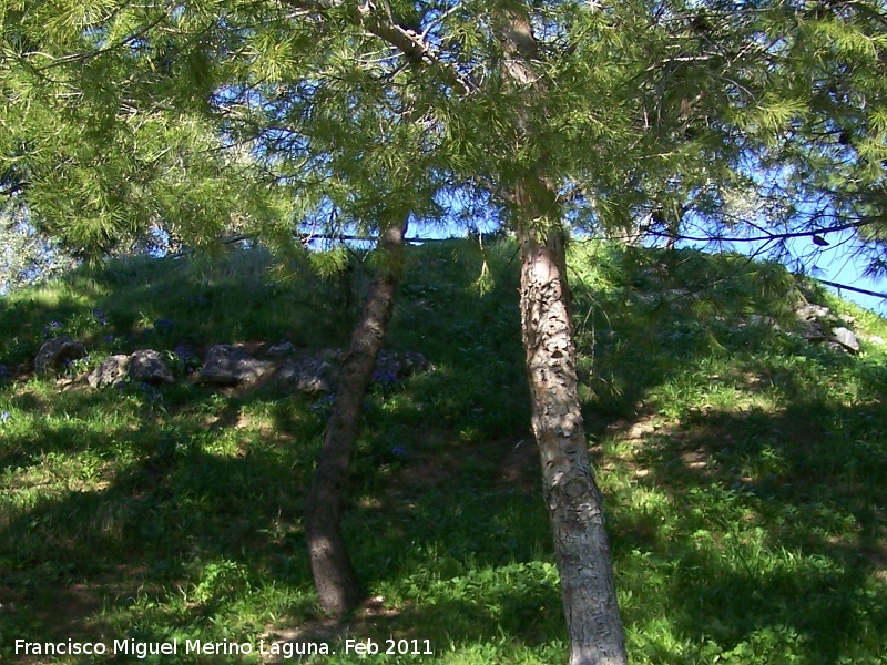 Oppidum del Cerro Miguelico - Oppidum del Cerro Miguelico. Restos del torren esquinero