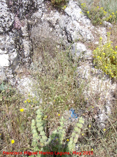 Necrpolis Visigoda del Cerro Miguelico - Necrpolis Visigoda del Cerro Miguelico. 