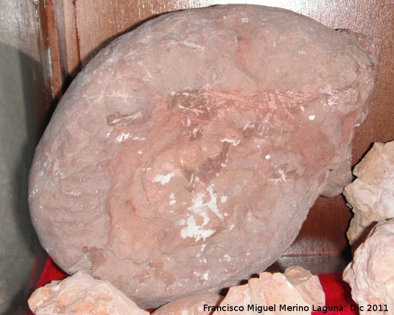 Ammonites Pachydiscus - Ammonites Pachydiscus. Jan